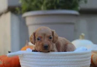 Layla, a female Miniature Dachshund for sale in Fresno, OH – 4 of 4