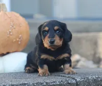 Parker, a male Miniature Dachshund for sale in Fresno, OH – 2 of 3