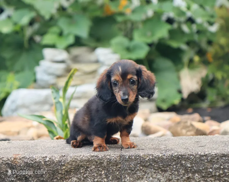 Olivia – Miniature Dachshund puppy on hold in Fresno, OH