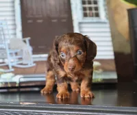 Indie, a female Miniature Dachshund for sale in Fresno, OH – 2 of 4