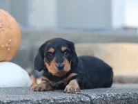 Parker, a male Miniature Dachshund for sale in Fresno, OH – 3 of 3