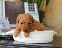 Sawyer, a male Maltipoo for sale in Fresno, OH – 5 of 5