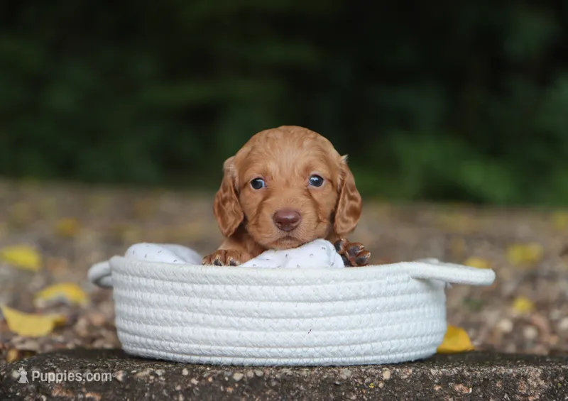 Avery – Miniature Dachshund puppy for sale in Fresno, OH