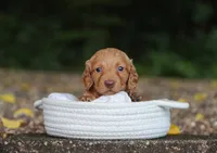 Avery, a female Miniature Dachshund for sale in Fresno, OH – 1 of 5