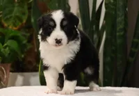 Delta, a female Miniature Australian Shepherd for sale in Fresno, OH – Photo 2 of 4