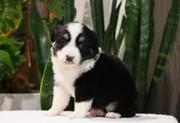 Delta, a female Miniature Australian Shepherd for sale in Fresno, OH – Photo 3 of 4