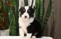 Delta, a female Miniature Australian Shepherd for sale in Fresno, OH – Photo 1 of 4