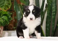 Delta, a female Miniature Australian Shepherd for sale in Fresno, OH – Photo 4 of 4