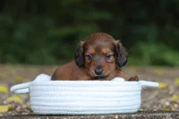 Vivi, a female Miniature Dachshund for sale in Fresno, OH – 4 of 4