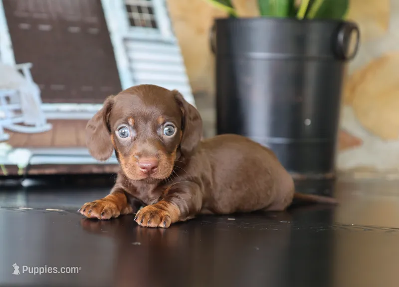 Isaiah – Miniature Dachshund puppy on hold in Fresno, OH