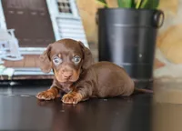 Isaiah, a male Miniature Dachshund for sale in Fresno, OH – 1 of 4