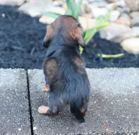 Olivia, a female Miniature Dachshund for sale in Fresno, OH – 9 of 9