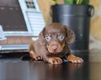Isaiah, a male Miniature Dachshund for sale in Fresno, OH – 4 of 4