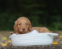 Avery, a female Miniature Dachshund for sale in Fresno, OH – 4 of 5