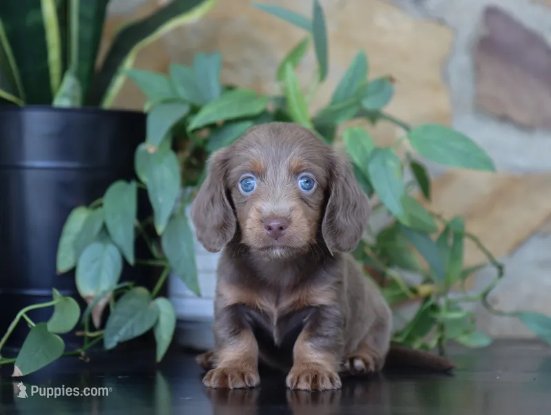 Daisy – Dachshund puppy for sale in Fresno, OH