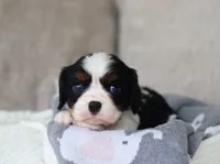 Kash, a male Cavalier King Charles Spaniel for sale in Fresno, OH – 5 of 6