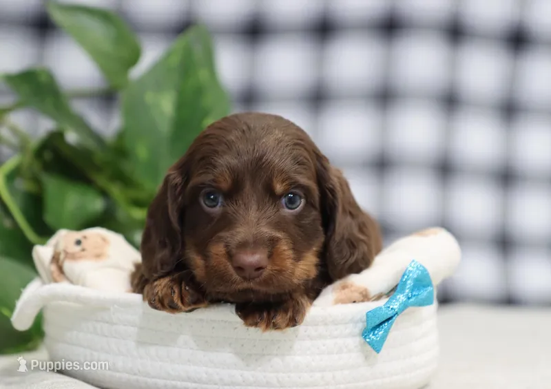 Quon – Miniature Dachshund puppy for sale in Fresno, OH