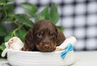 Quon, a male Miniature Dachshund for sale in Fresno, OH – Photo 2 of 4