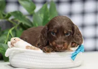 Quon, a male Miniature Dachshund for sale in Fresno, OH – Photo 3 of 4