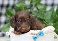 Quon, a male Miniature Dachshund for sale in Fresno, OH – Photo 4 of 4
