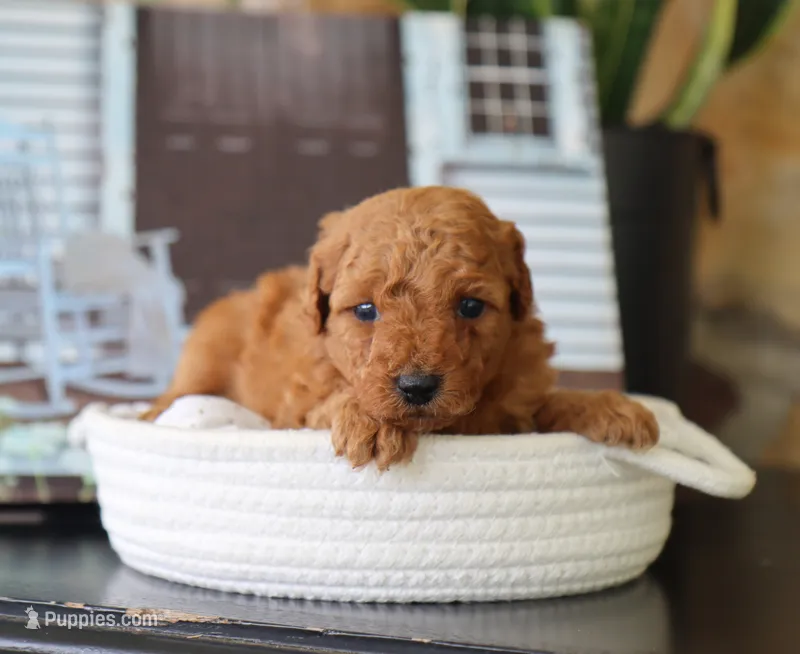 Sawyer – Maltipoo puppy for sale in Fresno, OH