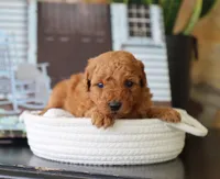 Sawyer, a male Maltipoo for sale in Fresno, OH – 1 of 5