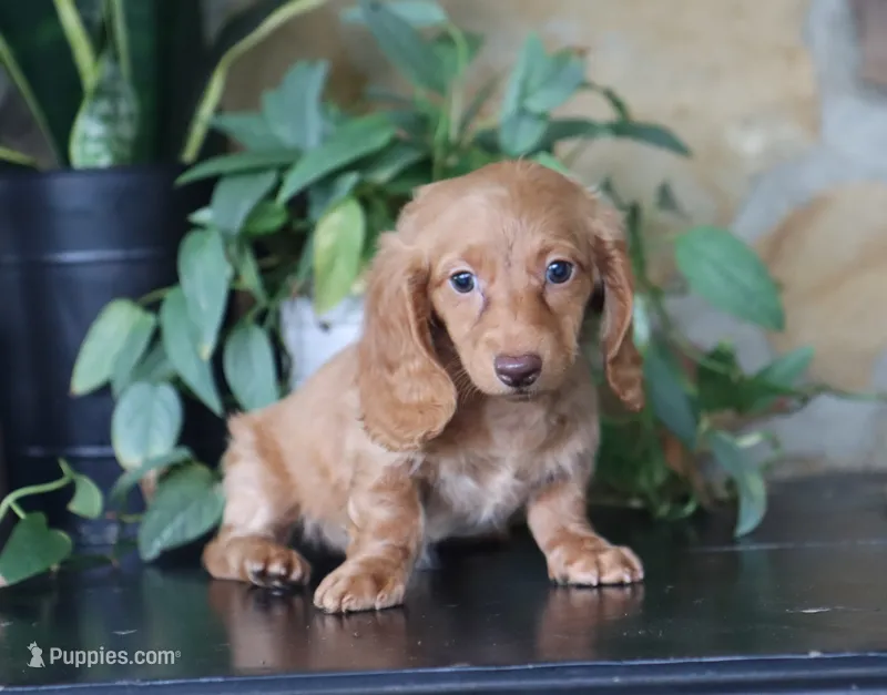 Avery – Miniature Dachshund puppy for sale in Fresno, OH