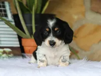 Wyatt, a male Miniature Dachshund for sale in Fresno, OH – 2 of 6