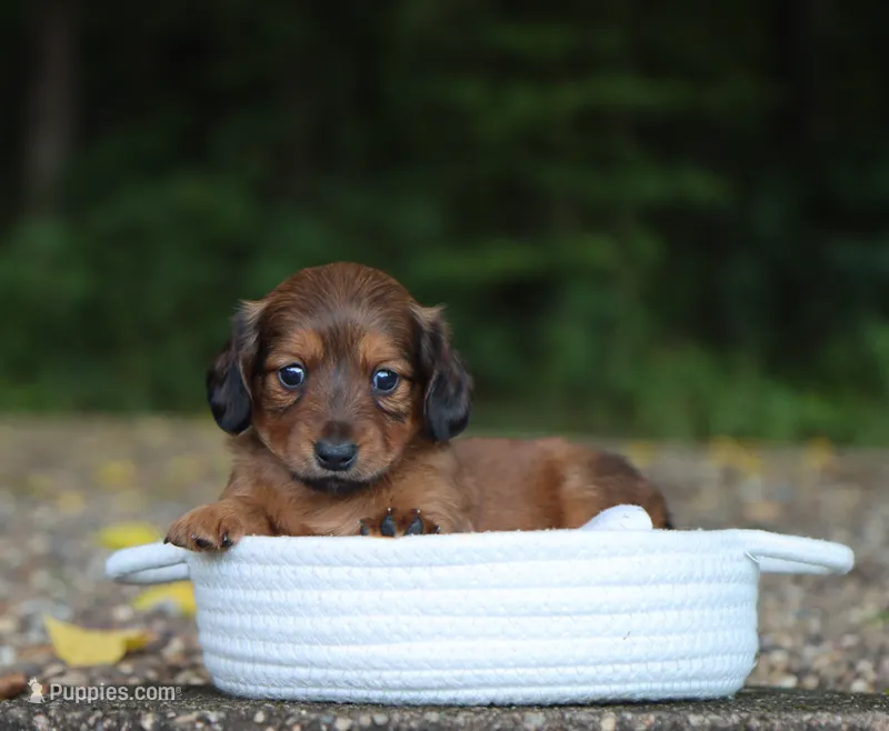 Vivi – Miniature Dachshund puppy for sale in Fresno, OH