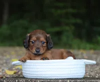 Vivi, a female Miniature Dachshund for sale in Fresno, OH – 1 of 4