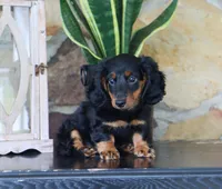 Gunner, a male Miniature Dachshund for sale in Fresno, OH – 2 of 6