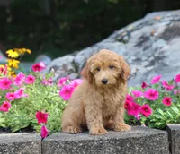 Scott, a male Maltipoo for sale in Fresno, OH – 4 of 4