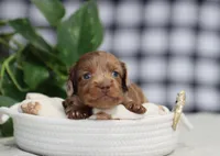 Sawyer, a male Miniature Dachshund for sale in Fresno, OH – Photo 4 of 6