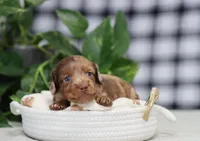 Sawyer, a male Miniature Dachshund for sale in Fresno, OH – Photo 3 of 6