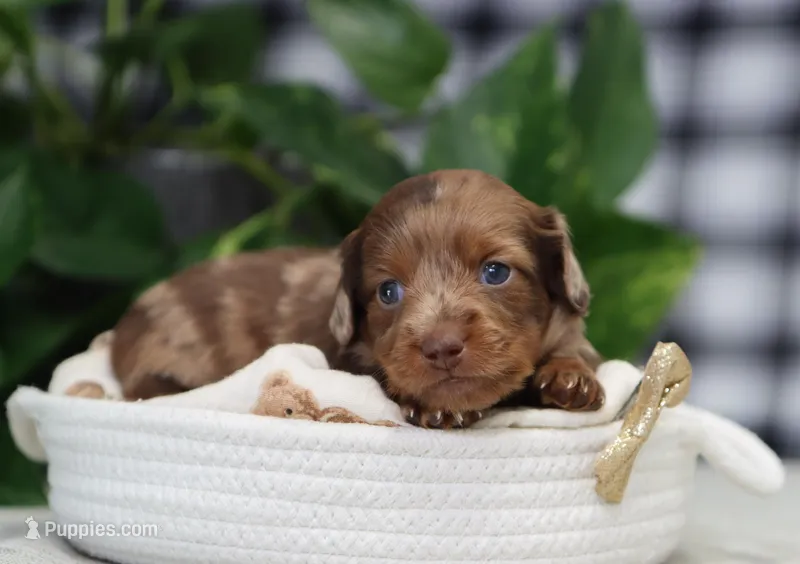 Sawyer – Miniature Dachshund puppy on hold in Fresno, OH