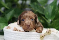 Sawyer, a male Miniature Dachshund for sale in Fresno, OH – Photo 6 of 6