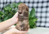 Sawyer, a male Miniature Dachshund for sale in Fresno, OH – Photo 2 of 6