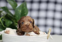 Sawyer, a male Miniature Dachshund for sale in Fresno, OH – Photo 5 of 6