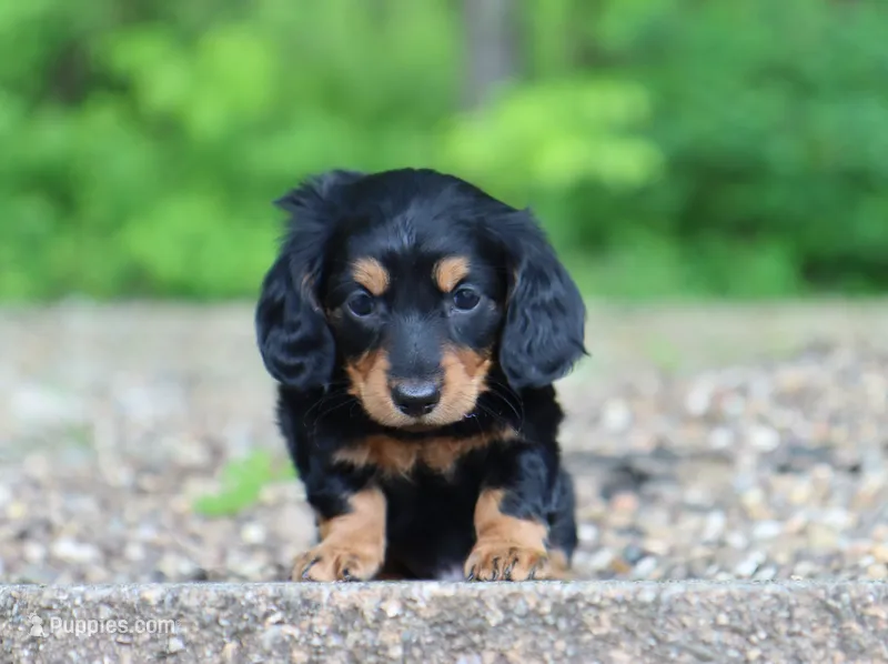 Myles – Miniature Dachshund puppy on hold in Fresno, OH