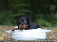 Alex , a male Miniature Dachshund for sale in Fresno, OH – 4 of 4