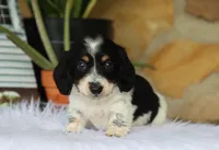 Wyatt, a male Miniature Dachshund for sale in Fresno, OH – 6 of 6