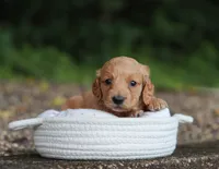 Audrey, a female Miniature Dachshund for sale in Fresno, OH – 2 of 5