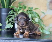 Dylan , a male Dachshund for sale in Fresno, OH – 3 of 3