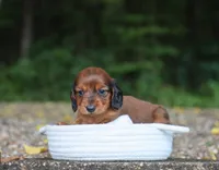Asher , a male Miniature Dachshund for sale in Fresno, OH – 2 of 4