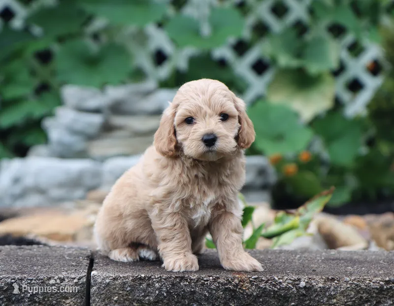 Seth – Maltipoo puppy for sale in Fresno, OH