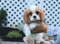Upton, a male Cavalier King Charles Spaniel for sale in Fresno, OH – 5 of 7