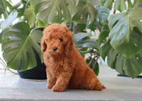 Inigo, a male Miniature Goldendoodle for sale in Fresno, OH – 4 of 4