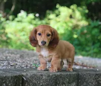 Bennett, a male Miniature Dachshund for sale in Fresno, OH – 2 of 5
