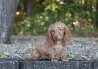 Avery, a female Miniature Dachshund for sale in Fresno, OH – 3 of 3