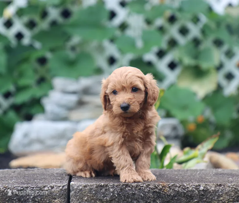 Scott – Maltipoo puppy for sale in Fresno, OH